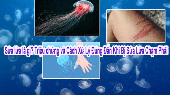 Sứa Lửa – “Kẻ Chạm Nhẹ Gây Rát Bỏng” Mùa Biển Nóng